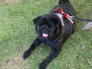 Cachorro raça Pug idade 3 anos nome Odile