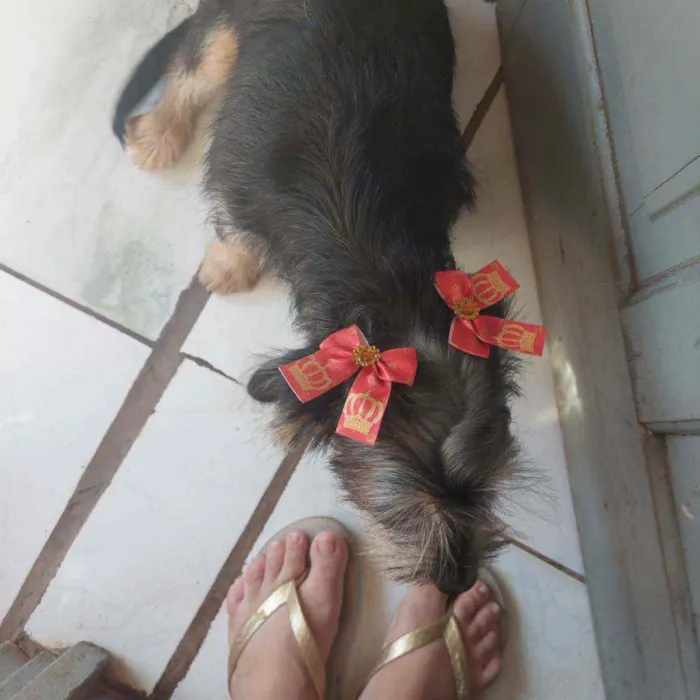 Cachorro ra a Lhasa com srd idade 2 a 6 meses nome Mimi