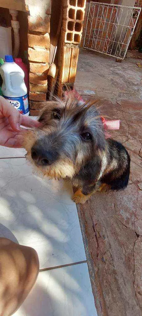 Cachorro ra a Lhasa com srd idade 2 a 6 meses nome Mimi