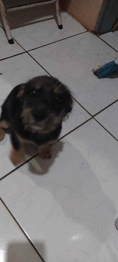 Cachorro ra a Lhasa com srd idade 2 a 6 meses nome Mimi