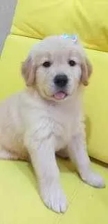 Cachorro raça Golden retriever idade 2 a 6 meses nome Rex e Bela