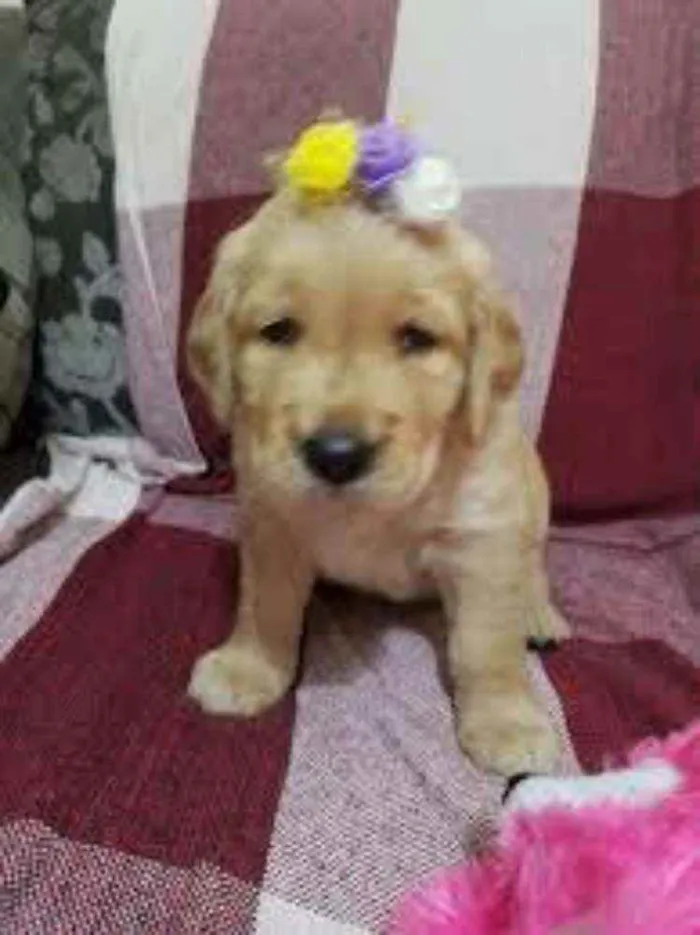 Cachorro raça Golden retriever idade 2 a 6 meses nome Rex e Bela