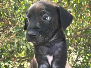 Cachorro raça SRD  idade Abaixo de 2 meses nome Sem Nome