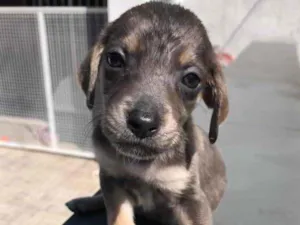 Cachorro raça SRD  idade Abaixo de 2 meses nome Sem Nome 