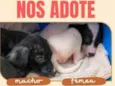 Bebes