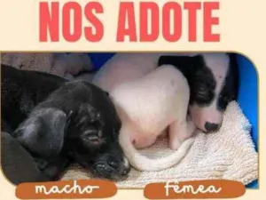 Cachorro raça Srd idade 2 a 6 meses nome Bebes