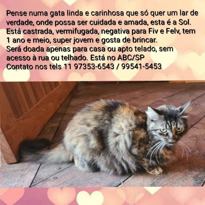 Gato ra a Srd idade 1 ano nome Sol