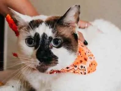 Gato ra a SRD idade 1 ano nome Paola