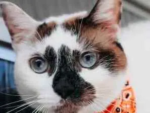 Gato ra a SRD idade 1 ano nome Paola
