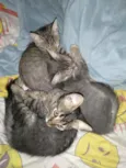 2 gato é 1 gata 