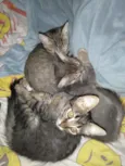 2 gato é 1 gata 