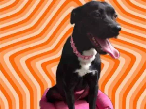 Cachorro raça Srd idade 7 a 11 meses nome Alina bb9meses 