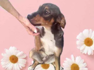 Cachorro raça Srd idade 7 a 11 meses nome Carly bb9meses 