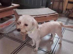 Cachorro raça Yorkshire mix Poodle  idade 7 a 11 meses nome Cauã YorkPoodle 