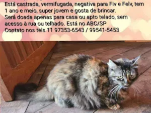 Gato raça Srd idade 1 ano nome Sol