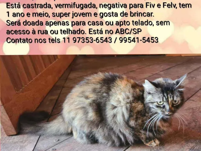 Gato ra a Srd idade 1 ano nome Sol