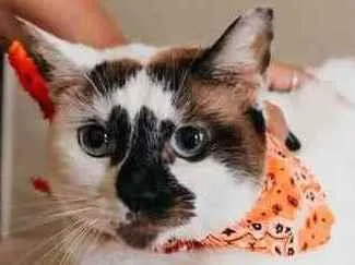 Gato ra a SRD idade 1 ano nome Paola