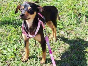 Cachorro raça Srd idade 7 a 11 meses nome Zoe
