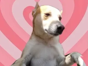 Cachorro raça Std idade 1 ano nome Trovão 
