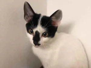 Gato raça Sem raça definida  idade 2 a 6 meses nome Liz e Beto