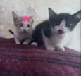 Tigor e Lilica