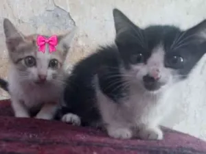 Gato raça SRD idade Abaixo de 2 meses nome Tigor e Lilica