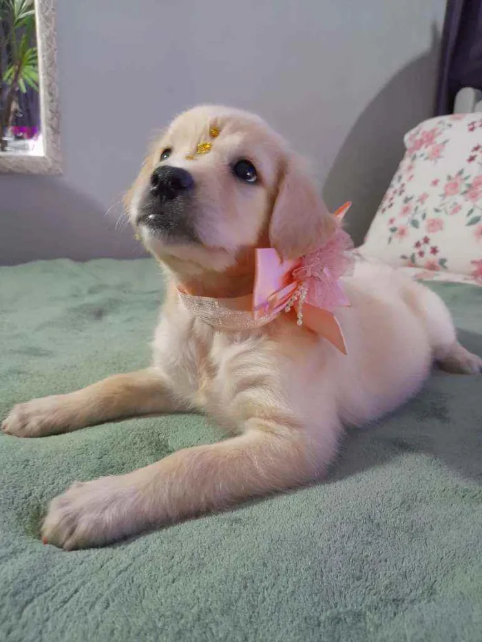 Cachorro ra a Srd  idade Abaixo de 2 meses nome Safira