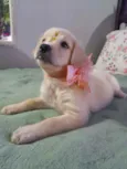 Safira