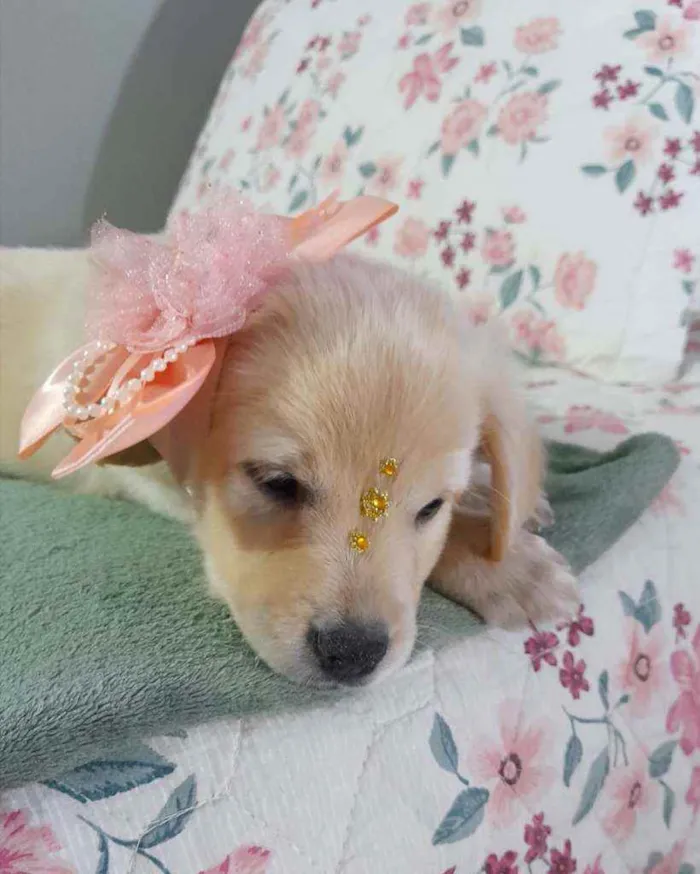 Cachorro ra a Srd  idade Abaixo de 2 meses nome Safira