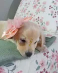 Safira