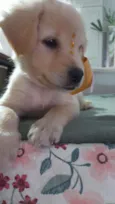 Safira