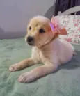 Safira