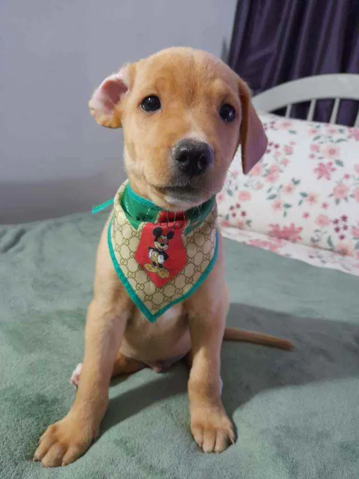Cachorro ra a SRD idade 2 a 6 meses nome LION