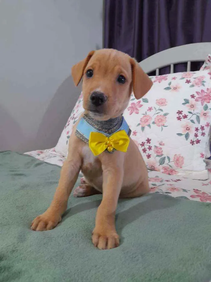 Cachorro ra a SRD idade 2 a 6 meses nome LION