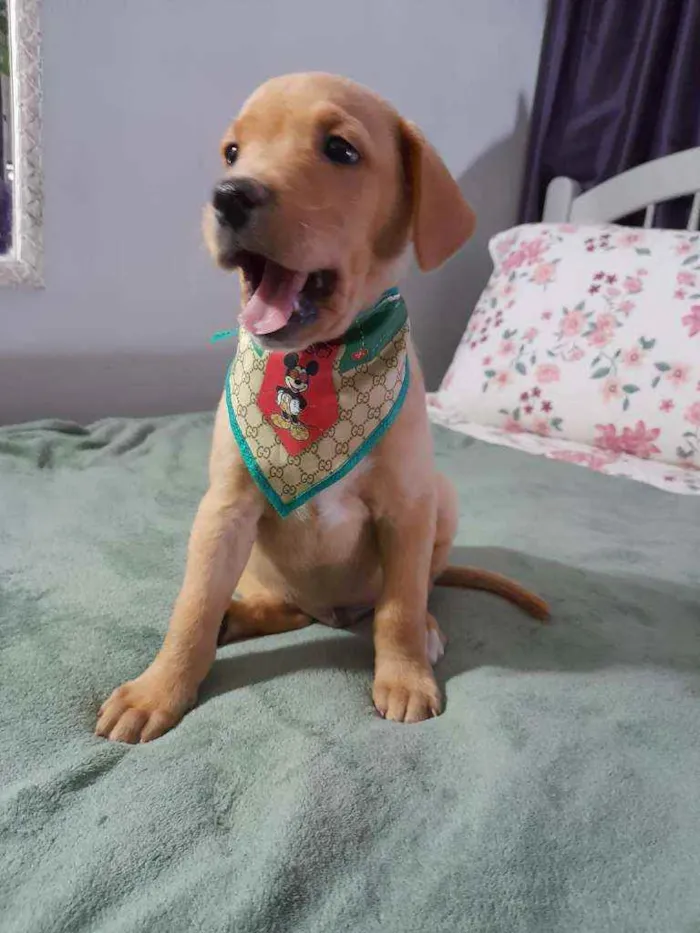 Cachorro ra a SRD idade 2 a 6 meses nome LION