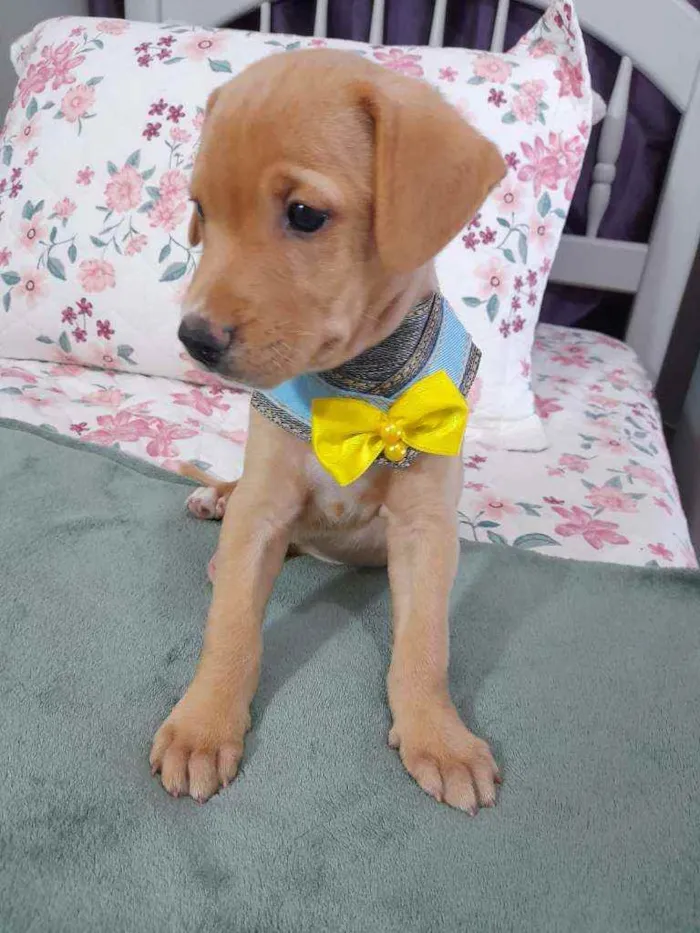 Cachorro ra a SRD idade 2 a 6 meses nome LION