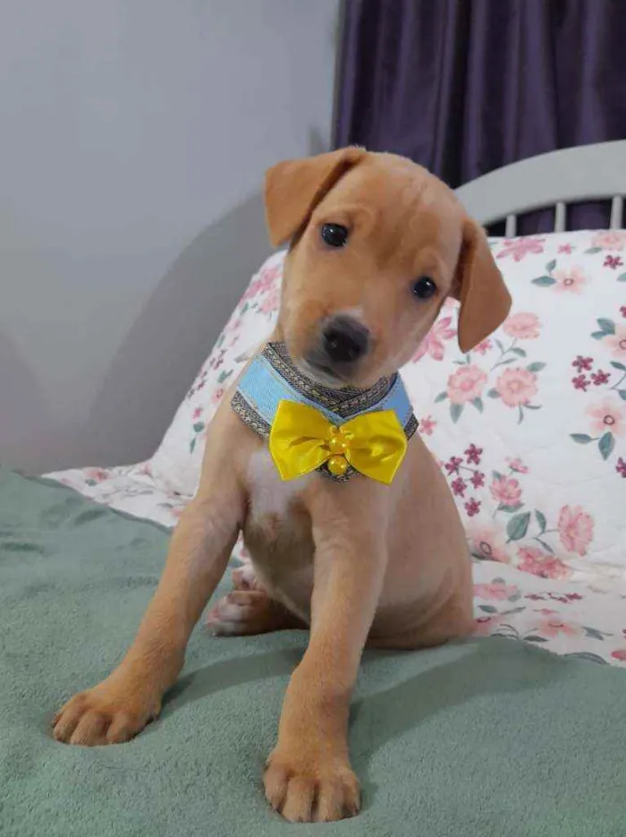 Cachorro ra a SRD idade 2 a 6 meses nome LION