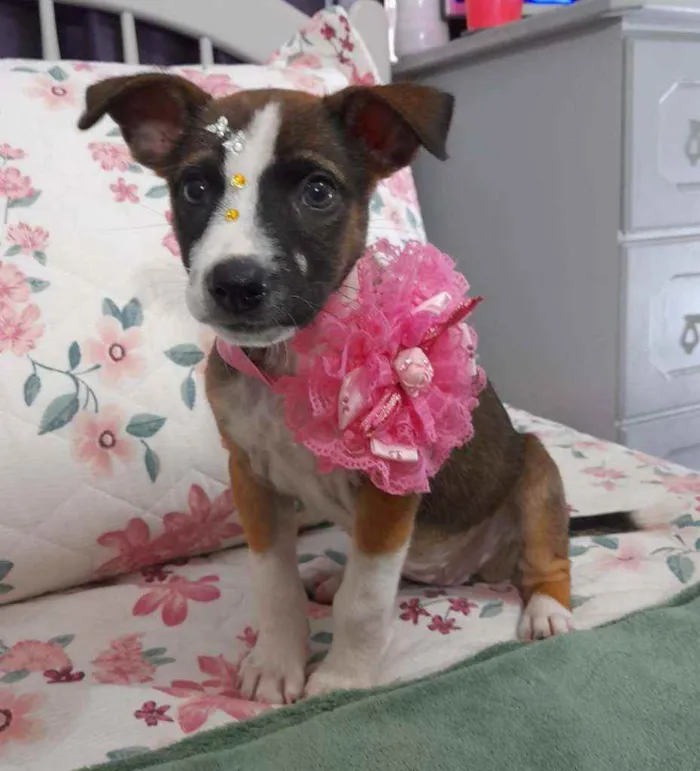 Cachorro ra a SRD idade Abaixo de 2 meses nome Nina