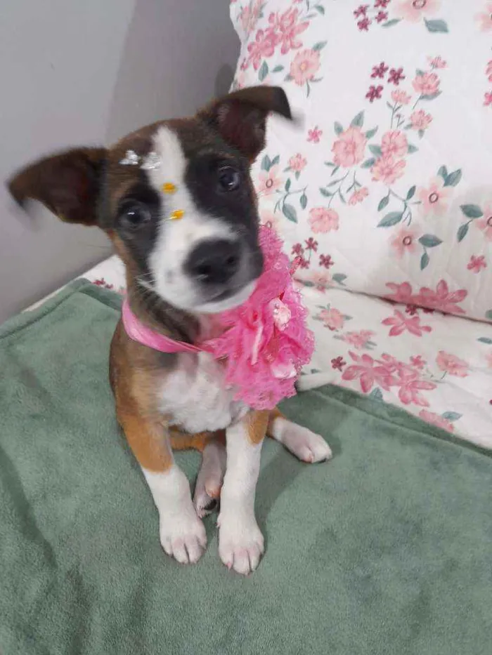Cachorro ra a SRD idade Abaixo de 2 meses nome Nina