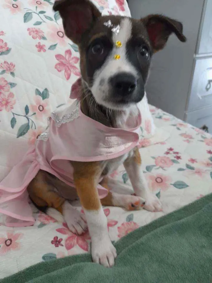 Cachorro ra a SRD idade Abaixo de 2 meses nome Nina
