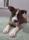 Nina