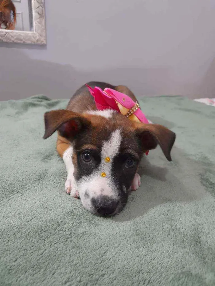Cachorro ra a SRD idade Abaixo de 2 meses nome Nina