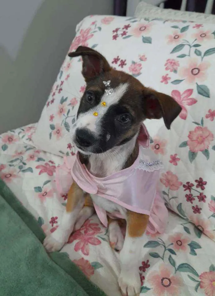 Cachorro ra a SRD idade Abaixo de 2 meses nome Nina