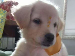 Cachorro raça Srd  idade Abaixo de 2 meses nome Safira