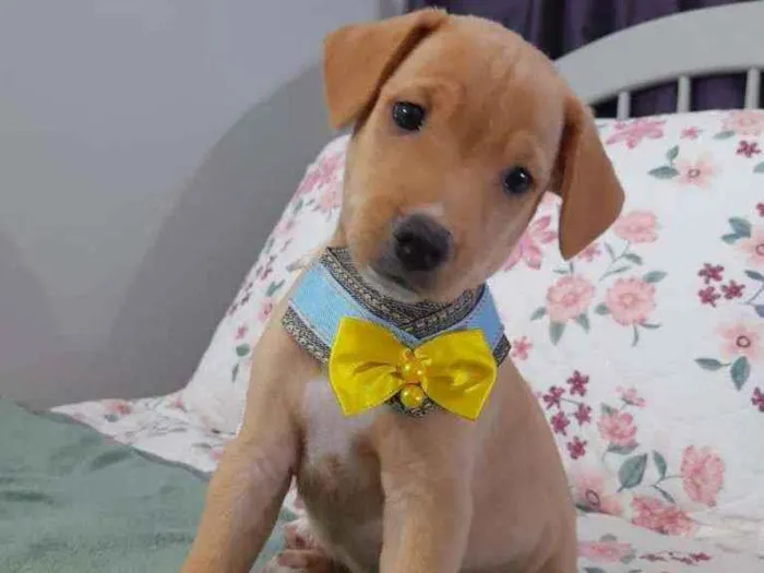 Cachorro ra a SRD idade 2 a 6 meses nome LION