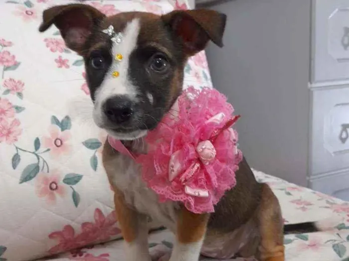 Cachorro ra a SRD idade Abaixo de 2 meses nome Nina