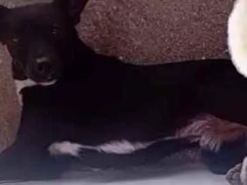 Cachorro ra a Vira lata idade 3 anos nome Urso 