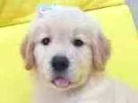 Cachorro raça Golden retriever idade 2 a 6 meses nome Rex e Bela