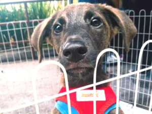 Cachorro raça SRD  idade 2 a 6 meses nome Sem Nome