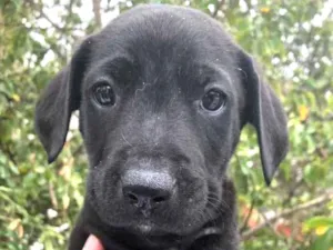 Cachorro raça SRD idade Abaixo de 2 meses nome Sem Nome
